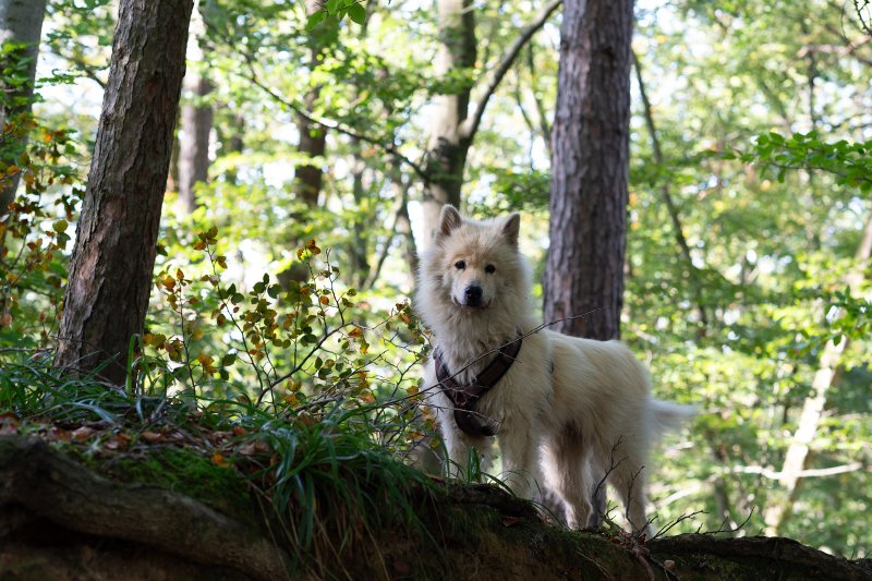 Birka auf Baumstamm im Wald