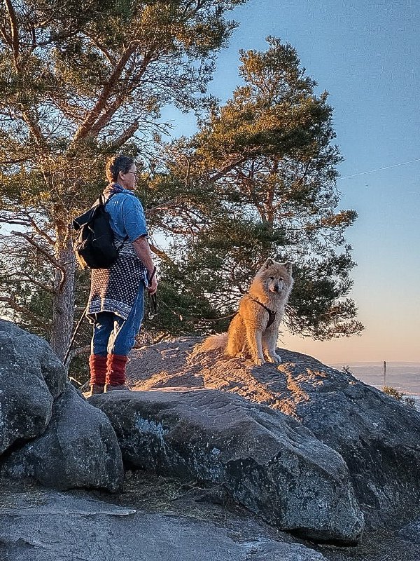 Birka auf Felsen der Teufelsmauer im Harz