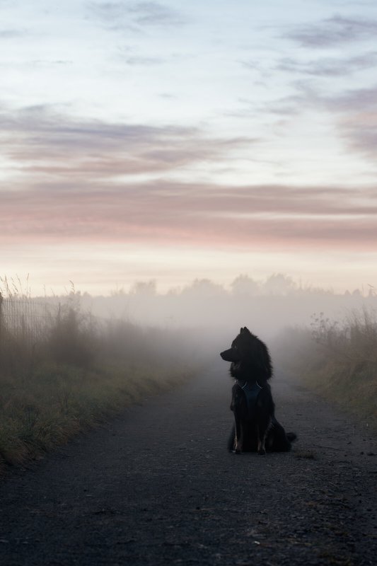 Eléva im Morgennebel