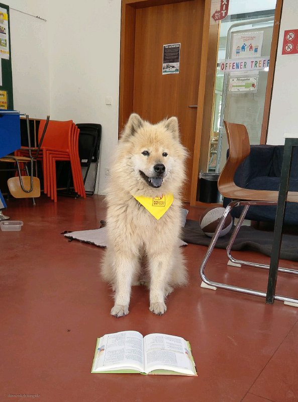 Birka im Lesehundeinsatz