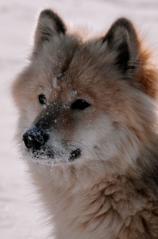Birka macht Schneeengel - Pure Lebensfreude im Schnee