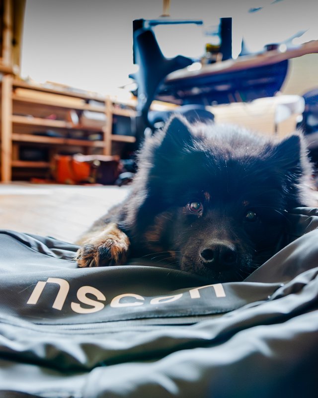 Eléva liegend auf Hundebett drinnen