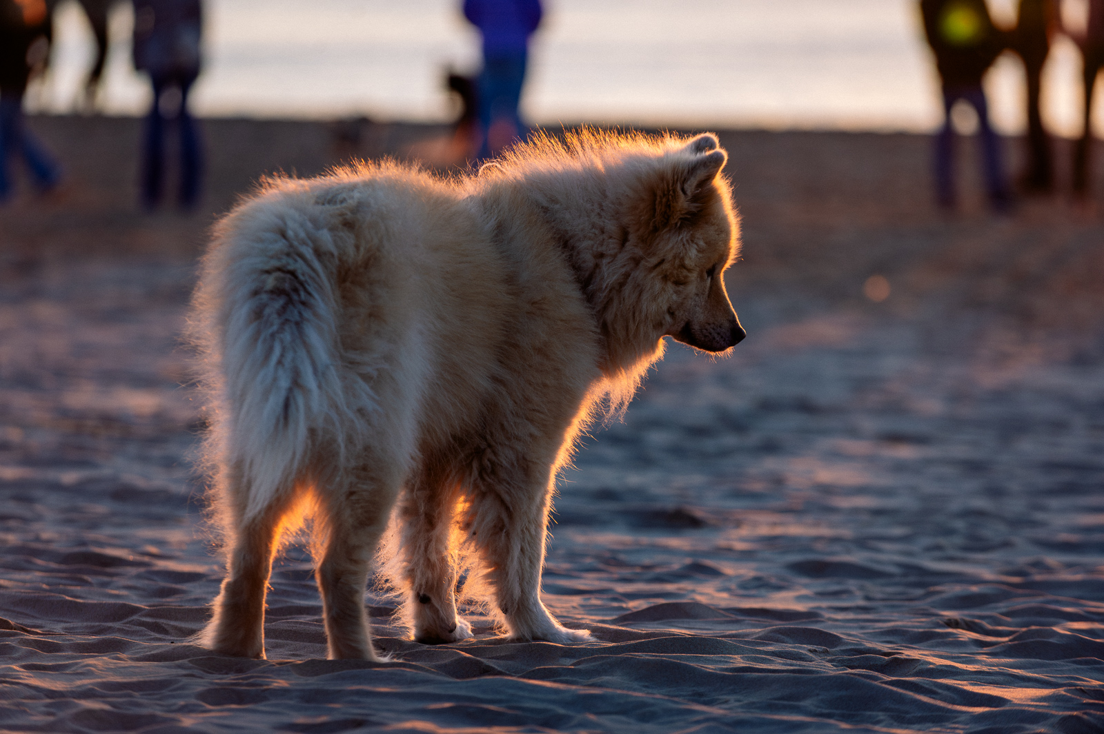 Birka am Strand, geht in den Sonnenuntergang und blickt nochmal zurück